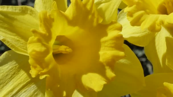 Zbliżenie Materiał Filmowy Żółty Narcyz Kwiaty Ogrodzie — Wideo stockowe