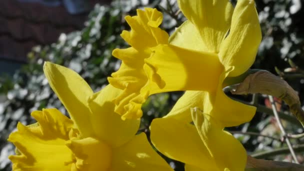 Close Beelden Van Gele Narcis Bloemen Tuin — Stockvideo