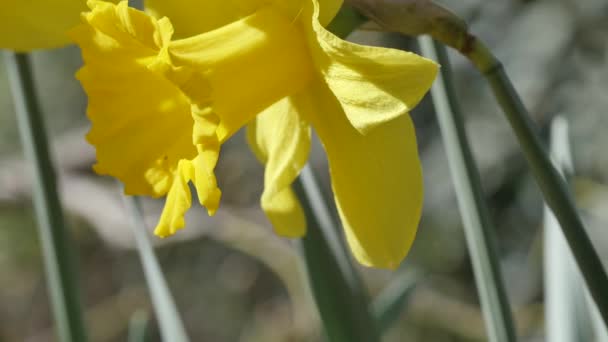 Close Beelden Van Gele Narcis Bloemen Tuin — Stockvideo