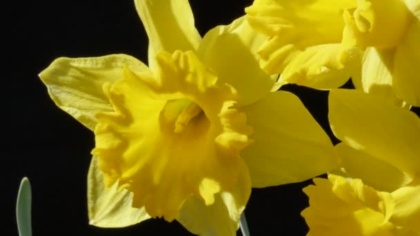 Närbild Bilder Gula Narcissus Blommor Trädgården — Stockvideo