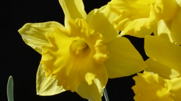 Närbild Bilder Gula Narcissus Blommor Trädgården — Stockvideo