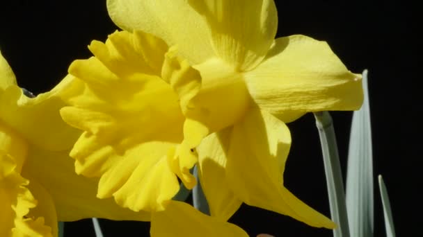 Närbild Bilder Gula Narcissus Blommor Trädgården — Stockvideo