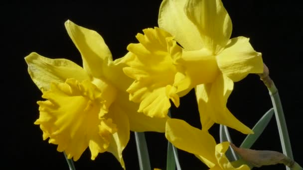 Primer Plano Imágenes Narciso Amarillo Flores Jardín — Vídeos de Stock