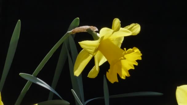 Zbliżenie Materiał Filmowy Żółty Narcyz Kwiat Ogrodzie — Wideo stockowe