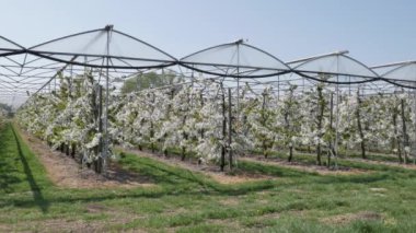 Nisan ayında elma bahçesi meyve ağaçları. Hollanda 'da resim gibi ve muhteşem bir manzara