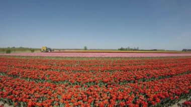Hollanda 'daki kırmızı lalelerin çiçek tarlasının manzaralı görüntüleri