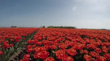 Hollanda 'daki güzel lalelerin manzaralı görüntüleri.