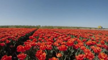 Hollanda 'daki güzel lalelerin manzaralı görüntüleri.