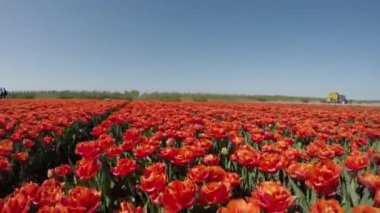 Hollanda 'daki kırmızı lalelerin çiçek tarlasının manzaralı görüntüleri