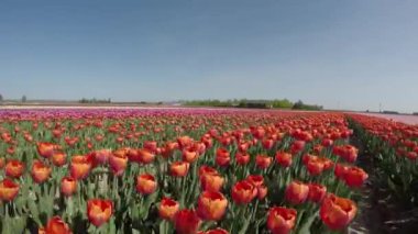 Hollanda 'daki kırmızı lalelerin çiçek tarlasının manzaralı görüntüleri