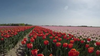 Hollanda 'daki güzel lalelerin manzaralı görüntüleri.