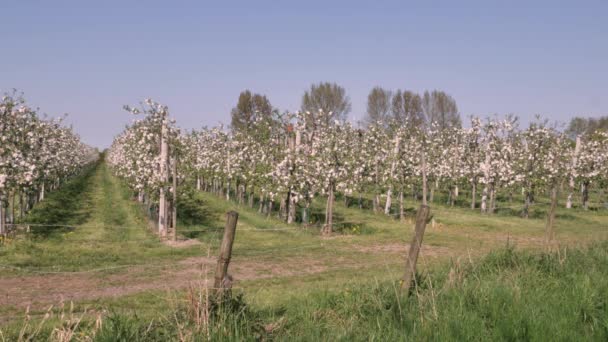 Jabłoń Sadów Owocowych Kwietniu Malownicza Piękna Scena Holandii — Wideo stockowe