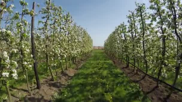 Meyve Ağaçları Çiçek Açıyor Beyaz Çiçekler Mükemmel Sıralarda Dolly Shot — Stok video