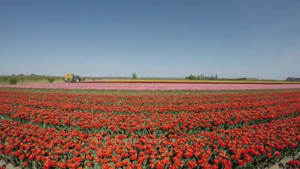 Imagens Cênicas Tulipas Vermelhas Campo Flores Terras Baixas — Vídeo de Stock