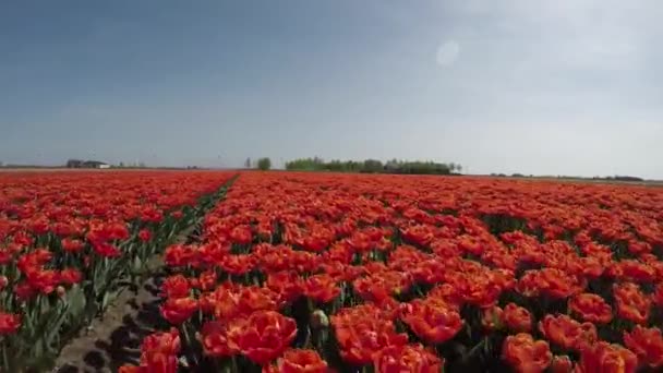 Malebné Záběry Krásných Tulipánů Poli Podzemí — Stock video