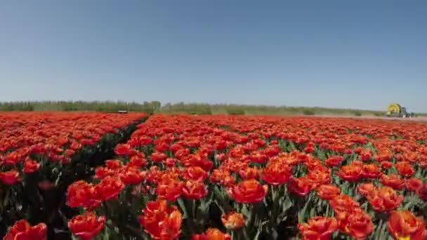 Schilderachtige Beelden Van Prachtige Tulpen Het Veld Van Nederland — Stockvideo