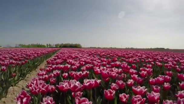 Schilderachtige Beelden Van Prachtige Tulpen Het Veld Van Nederland — Stockvideo