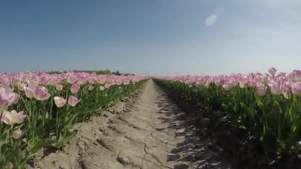 Живописные Кадры Розовых Тюльпанов Цветочное Поле Низинах — стоковое видео