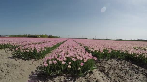 Живописные Кадры Красивых Тюльпанов Поле Низов — стоковое видео