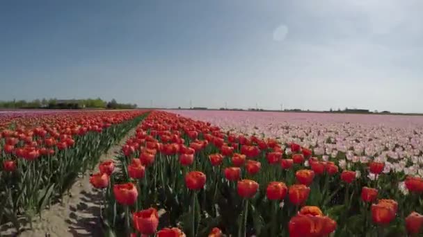 Живописные Кадры Красивых Тюльпанов Поле Низов — стоковое видео
