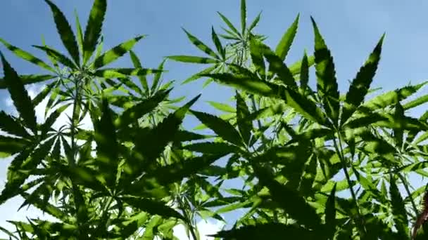 Primer Plano Planta Cannabis Sobre Fondo Cielo Azul — Vídeo de stock