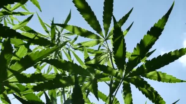 蓝天背景下大麻植物的特写 — 图库视频影像