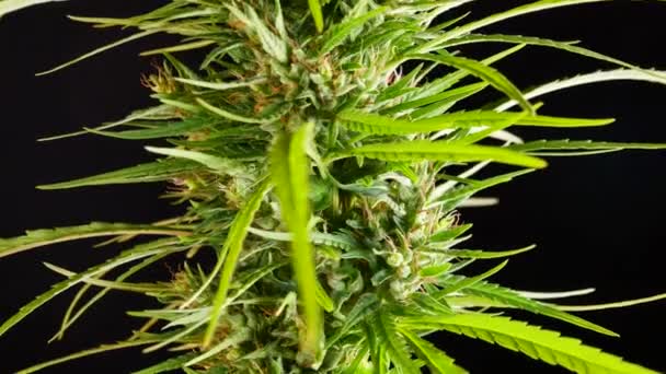 Close Cannabis Plant Black Background — Stok Video
