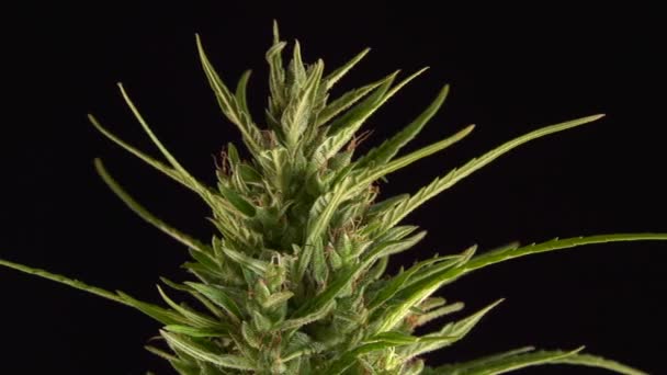 Primer Plano Planta Cannabis Sobre Fondo Negro — Vídeo de stock