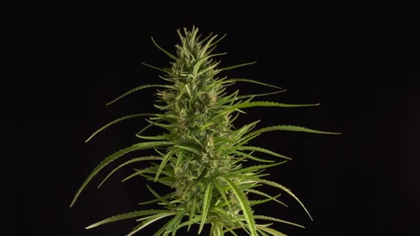 Κοντινό Πλάνο Του Φυτού Cannabis Μαύρο Φόντο — Αρχείο Βίντεο