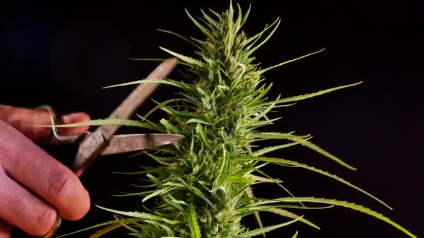 Primer Plano Planta Cannabis Sobre Fondo Negro — Vídeo de stock