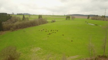 Orman ve çayır üzerinde uçan güzel bir sinema dronu. 4K Ultra HD.