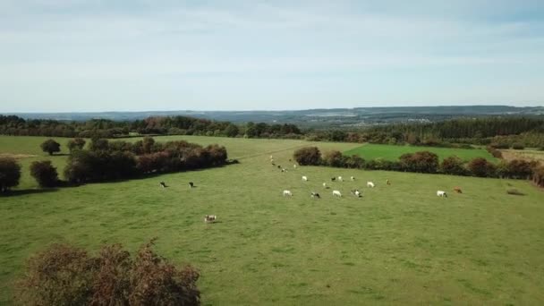 Воздух Коров Пасущихся Лугу Бельгийских Арденнах — стоковое видео