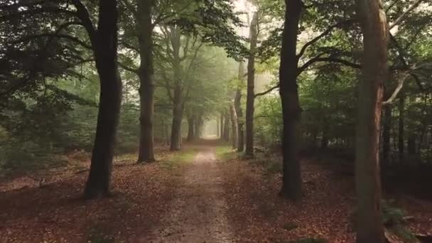 Pov Filmmaterial Des Schönen Grünen Waldes — Stockvideo