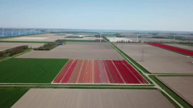 Hollanda 'da Dronten yakınlarındaki Flevopolder' da Lale sahalarında uçan insansız hava aracı atışı