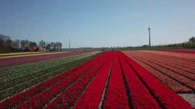 Hollanda 'da Dronten yakınlarındaki Flevopolder' da Lale sahalarında uçan insansız hava aracı atışı