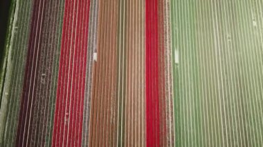 Hollanda 'da Dronten yakınlarındaki Flevopolder' da Lale sahalarında uçan insansız hava aracı atışı