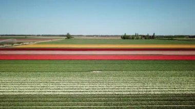 Hollanda 'da Dronten yakınlarındaki Flevopolder' da Lale sahalarında uçan insansız hava aracı atışı
