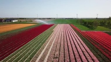 Hollanda 'da Dronten yakınlarındaki Flevopolder' da Lale sahalarında uçan insansız hava aracı atışı