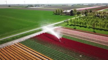 Hollanda 'da Dronten yakınlarındaki Flevopolder' da Lale sahalarında uçan insansız hava aracı atışı
