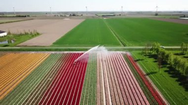 Hollanda 'da Dronten yakınlarındaki Flevopolder' da Lale sahalarında uçan insansız hava aracı atışı