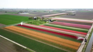 Hollanda 'da Dronten yakınlarındaki Flevopolder' da Lale sahalarında uçan insansız hava aracı atışı