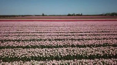 Hollanda 'da Dronten yakınlarındaki Flevopolder' da Lale sahalarında uçan insansız hava aracı atışı