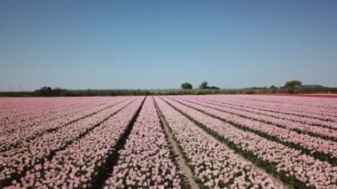 Hollanda 'da Dronten yakınlarındaki Flevopolder' da Lale sahalarında uçan insansız hava aracı atışı