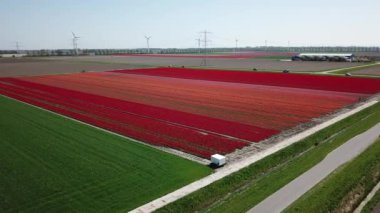 Hollanda 'da Dronten yakınlarındaki Flevopolder' da Lale sahalarında uçan insansız hava aracı atışı