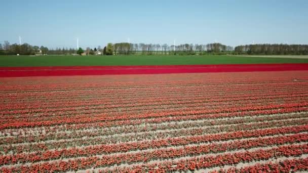 Drone Girato Sorvolando Campi Tulip Flevopolder Nei Paesi Bassi Vicino — Video Stock