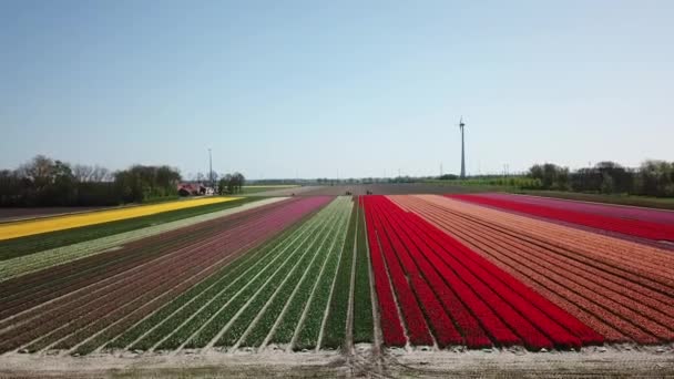 Drone Girato Sorvolando Campi Tulip Flevopolder Nei Paesi Bassi Vicino — Video Stock