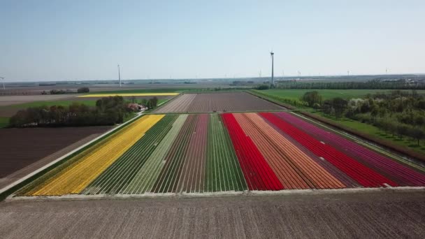 Drone Survolant Les Champs Tulipes Flevopolder Aux Pays Bas Près — Video