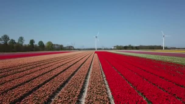 オランダのフレヴォフォルダーでチューリップ畑を飛び越えるドローン撮影 Dronten近く — ストック動画