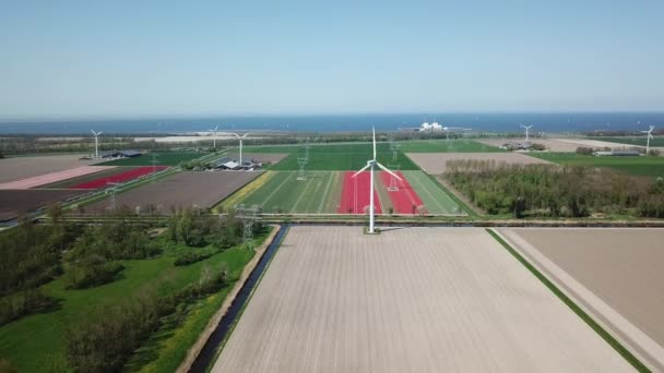 Drone Girato Sorvolando Campi Tulip Flevopolder Nei Paesi Bassi Vicino — Video Stock