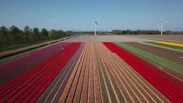Drone Shot Repül Tulip Mezők Felett Flevopolder Hollandiában Közel Hely — Stock videók